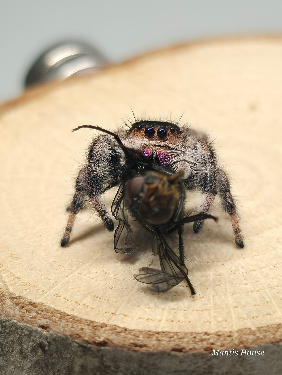 Soroa Jumping Spider Lucky Dip!