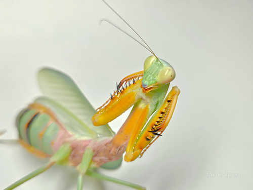Hierodula Venosa - Golden Armed Mantis | Mantis House