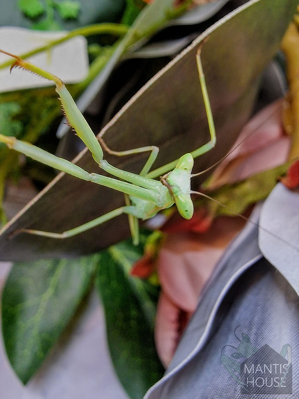 Thumbnail: Oxyopsis Peruviana - Peruvian Leaf Mantis