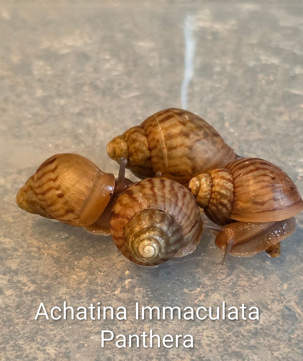 Thumbnail: Giant African Snails