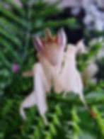 Thumbnail: Beautiful Orchid Mantis available at Mantis House