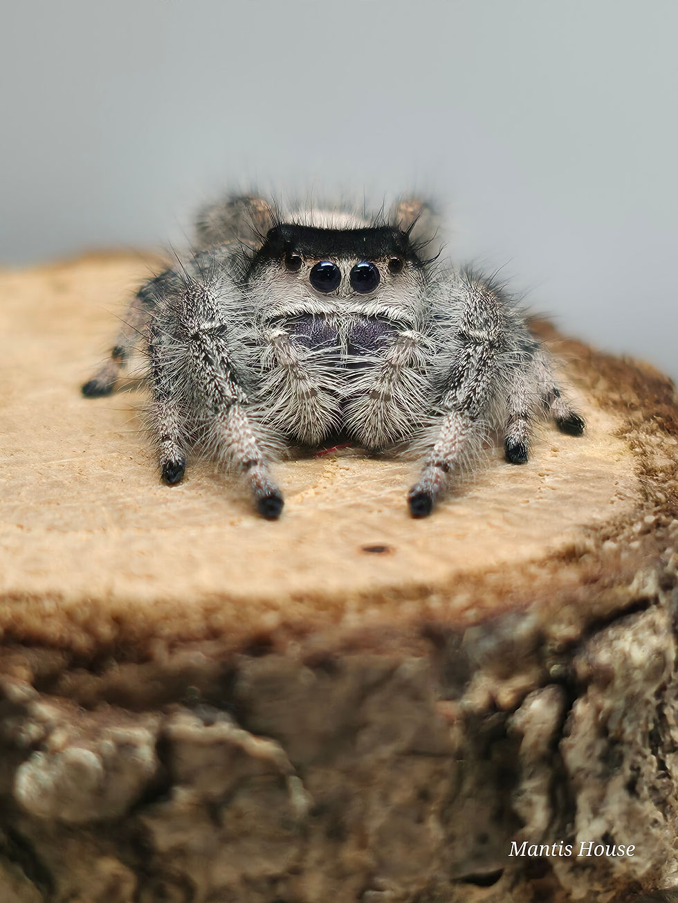 Thumbnail: Bahamas White Phase Jumping Spider Lucky Dip!