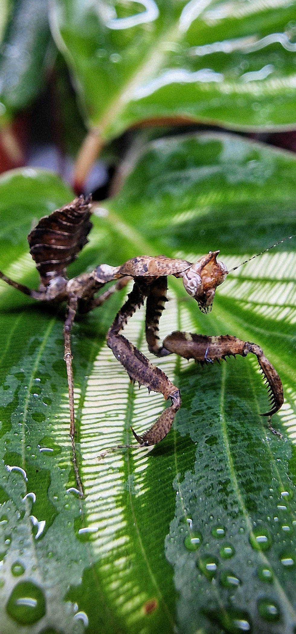 Thumbnail: Parablepharis kuhlii - Vietnamese Ghost Mantis