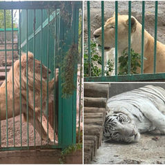 3 Lions, Tiger and 190 Taxidermy Animals Seized From Gagik Tsarukyan’s Estate