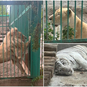 3 Lions, Tiger and 190 Taxidermy Animals Seized From Gagik Tsarukyan’s Estate