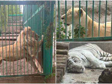 3 Lions, Tiger and 190 Taxidermy Animals Seized From Gagik Tsarukyan’s Estate