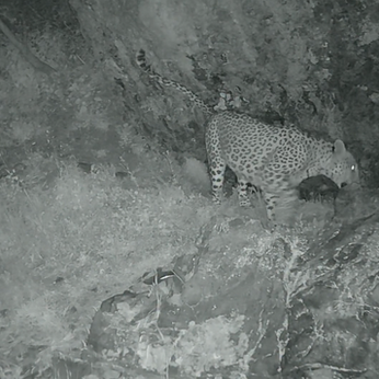 Endangered Caucasian Leopard Captured on Camera in Armenia's Khosrov Forest