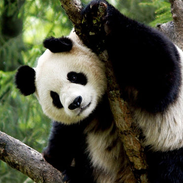 Wildlife Populations Down Over 70% as Governments Act Too Slowly, WWF Says at Armenia Summit