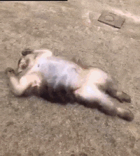 Training Humor GIF by JustViral.gif