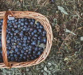 Blueberries