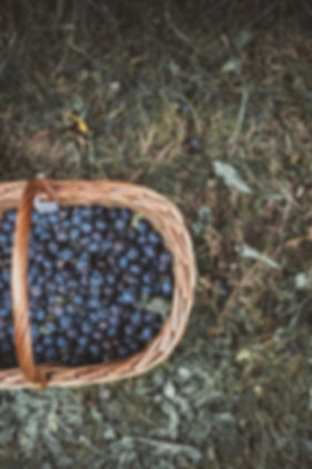 Blueberries