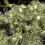 Thumbnail: Lichen Elixer