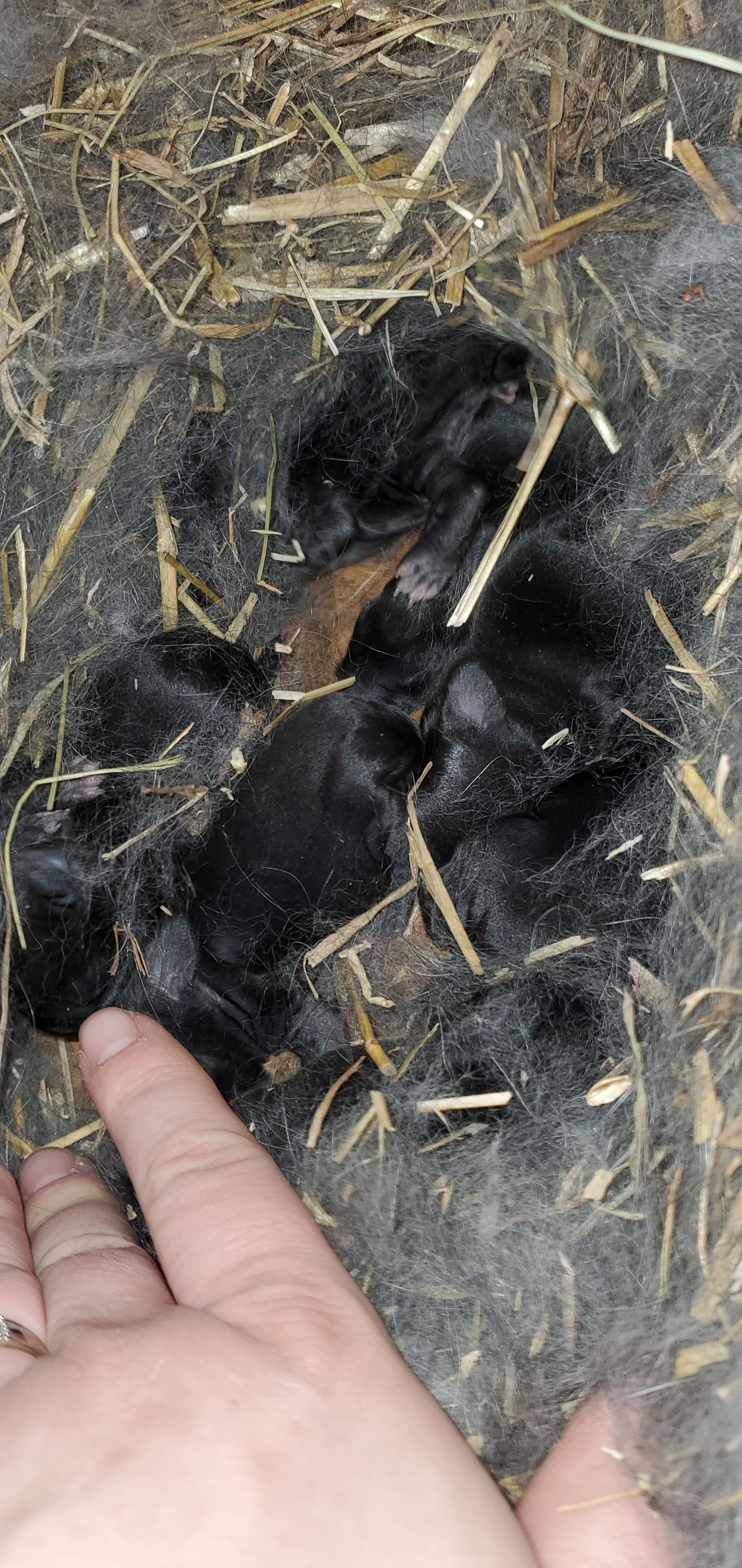 Silver Fox/Californian Cross Rabbit (Live)