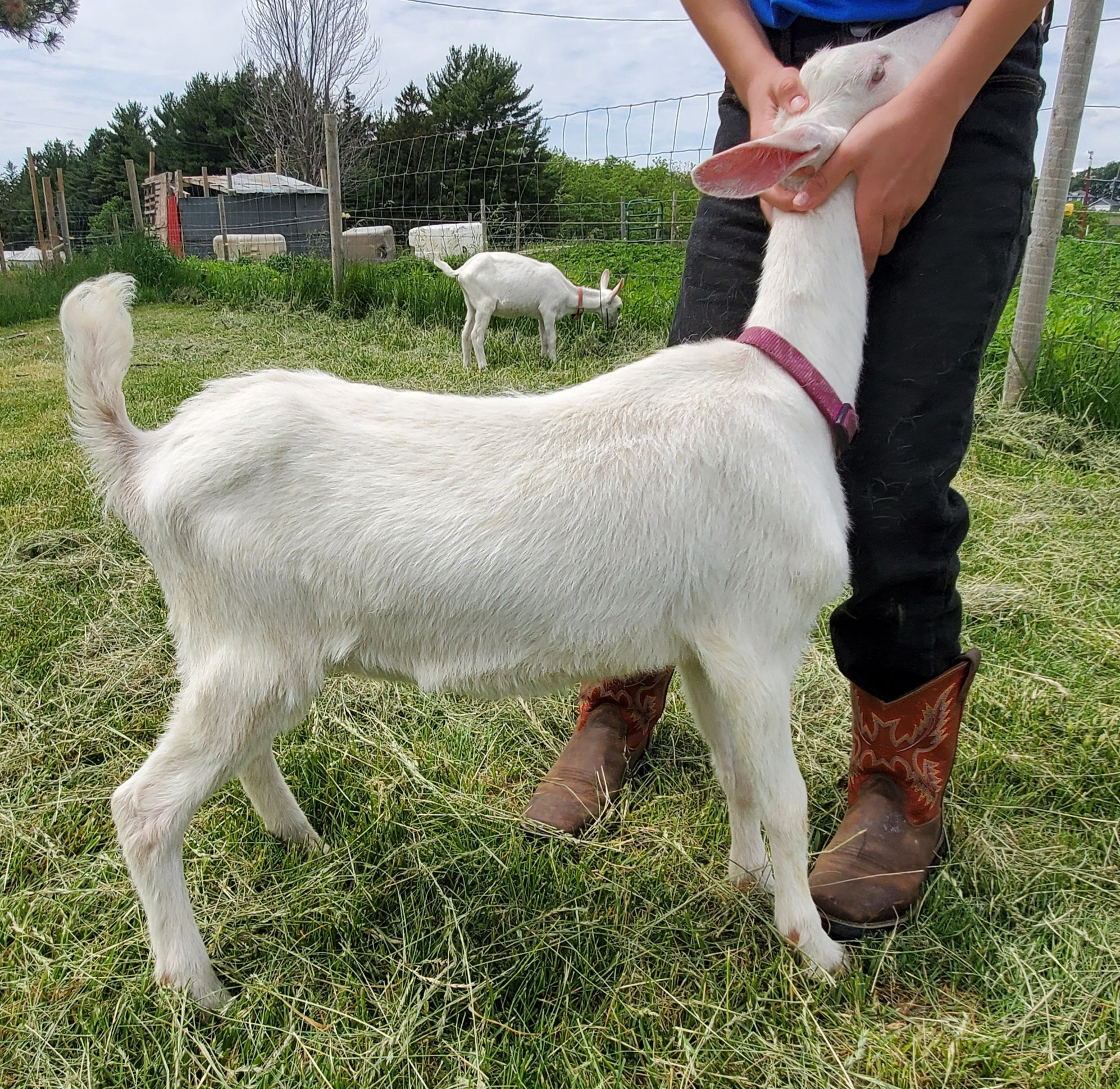 Saanen Doeling (Nala)(N2)