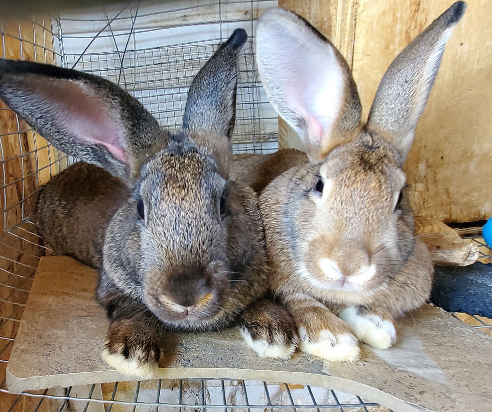 Thumbnail: New Zealand Rabbit (Live)