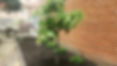 Planted green tree with brown mulch that is next to a brick wall and white concrete tiles.