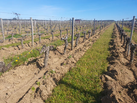 Travail du sol de la vigne au printemps – qu’est ce que le déchaussage ou le décavaillonnage ?