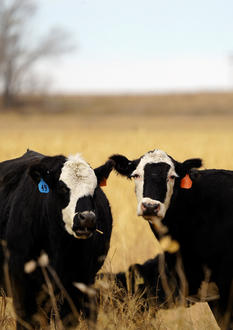 coloradocattle.jpg