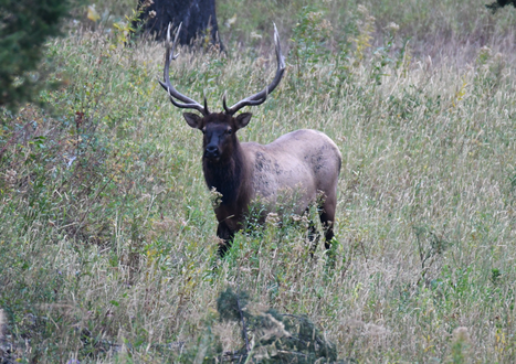 muledeer.png