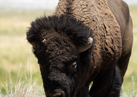 antelopebison.jpg