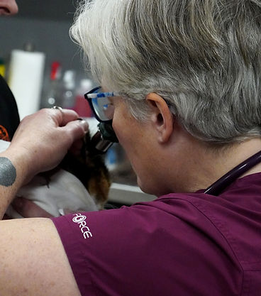 Veterinarians who can take care of my pet