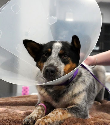 Importance of having a compassionate vet