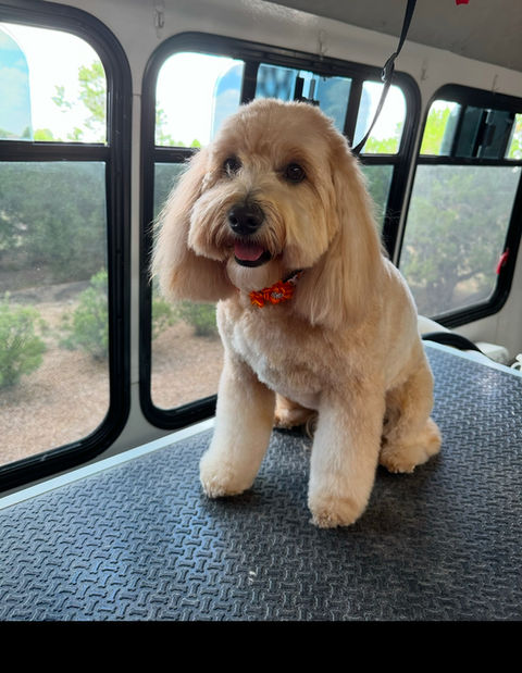 Mobile dog grooming Albuquerque, mobile dog grooming Rio Rancho, Doodle grooming Albuquerque, dog grooming Albuquerque 