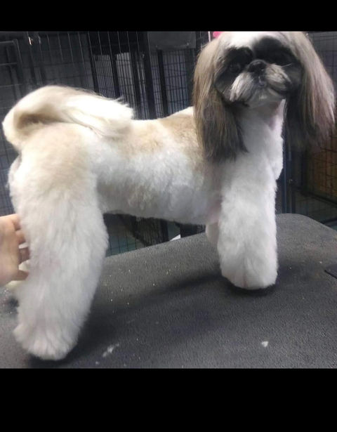 Mobile dog grooming Albuquerque, mobile dog grooming Rio Rancho, Doodle grooming Albuquerque, dog grooming Albuquerque 