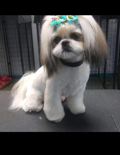 Mobile dog grooming Albuquerque, mobile dog grooming Rio Rancho, Doodle grooming Albuquerque, dog grooming Albuquerque 