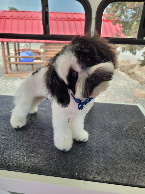 Mobile dog grooming Albuquerque, mobile dog grooming Rio Rancho, Doodle grooming Albuquerque, dog grooming Albuquerque 