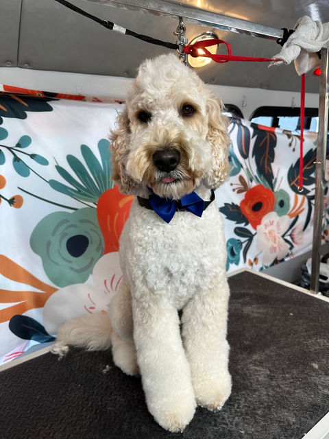 Mobile dog grooming Albuquerque, mobile dog grooming Rio Rancho, Doodle grooming Albuquerque, dog grooming Albuquerque 