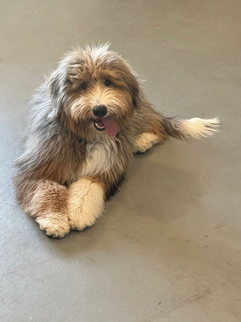 Mobile dog grooming Albuquerque, mobile dog grooming Rio Rancho, Doodle grooming Albuquerque, dog grooming Albuquerque 