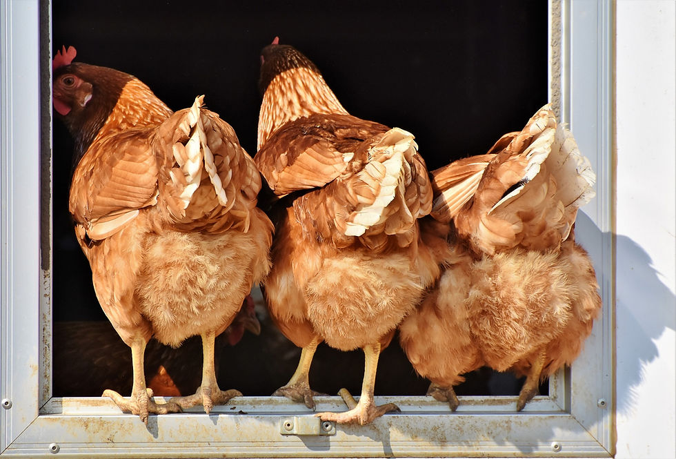 Three chickens standing in a window.