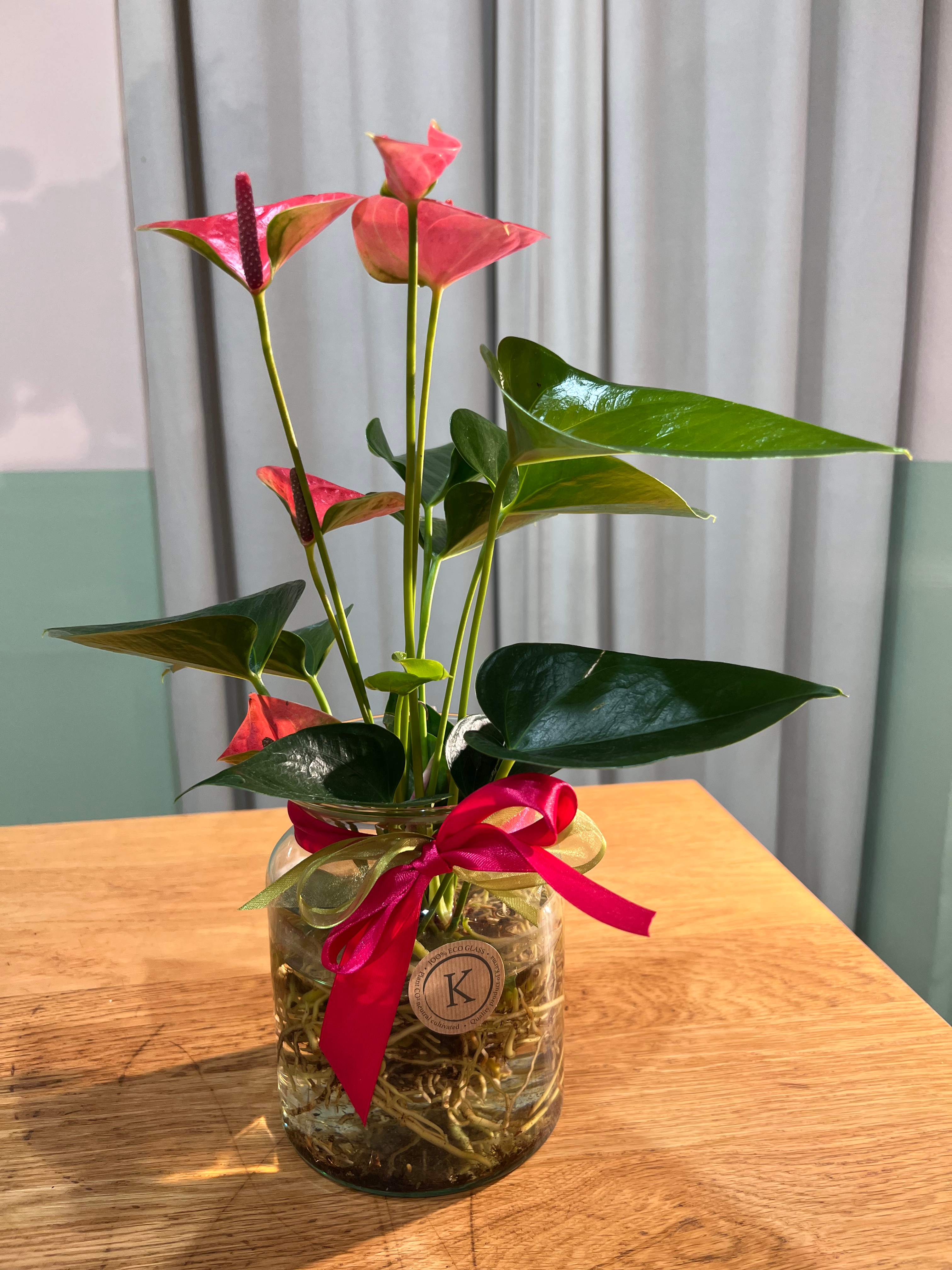 Anturium in idrocoltura