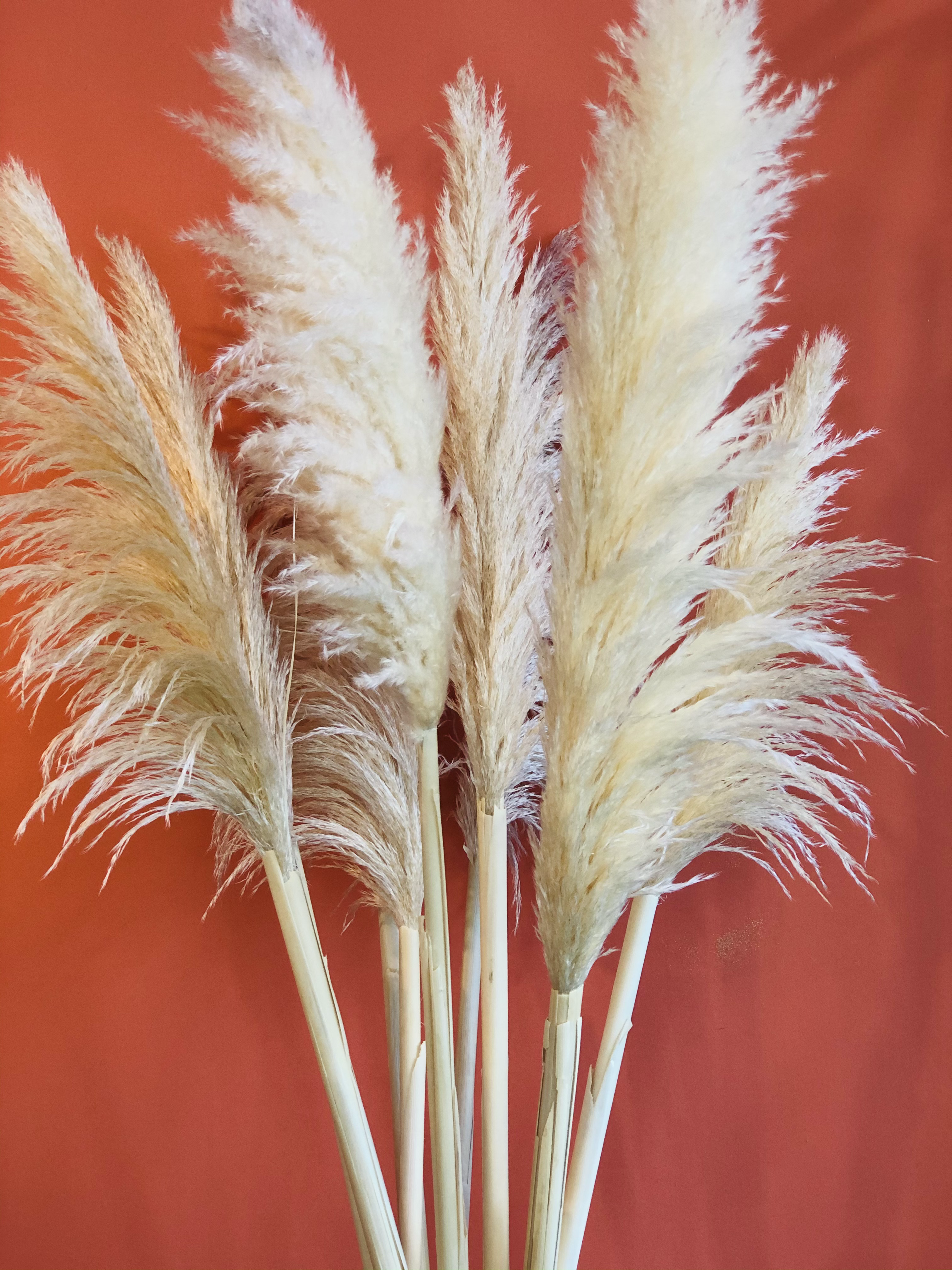 Erba della Pampas