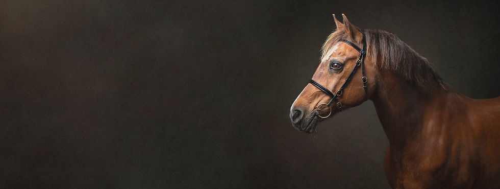 portrait of a welsh pony with beautiful lighting