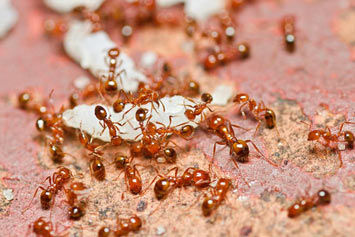 Benefits of a Pest Inspection