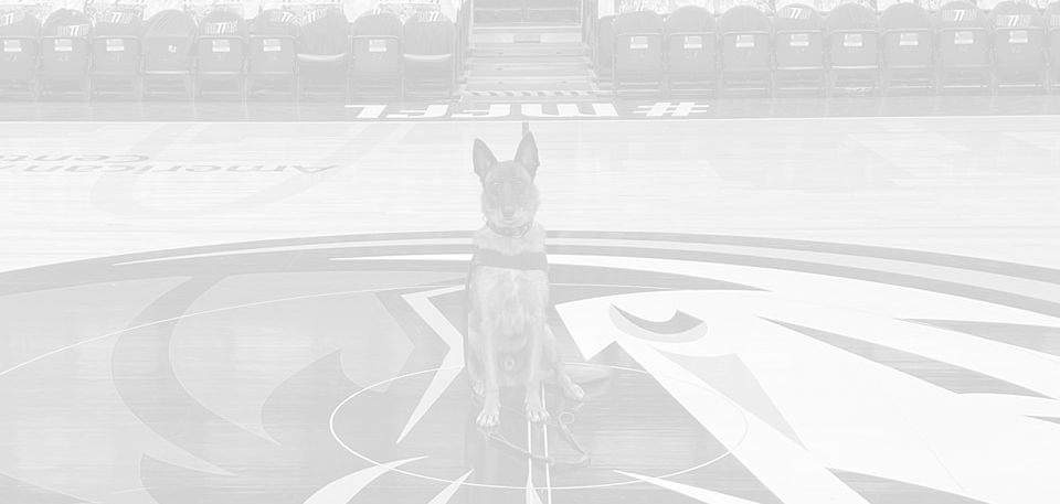 bomb dogs