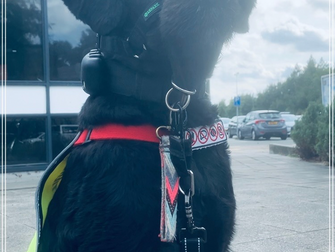 De Halster Connectie: veilig halstergebruik voor sterke (assistentie)honden