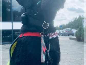 De Halster Connectie: veilig halstergebruik voor sterke (assistentie)honden