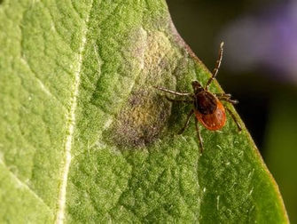 🐾 Alles over teken en honden in Nederland – en hoe jij je hond goed beschermt