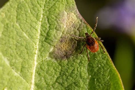 🐾 Alles over teken en honden in Nederland – en hoe jij je hond goed beschermt