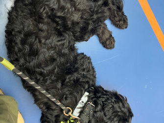 Waarom draagt een assistentiehond soms geen dekje?