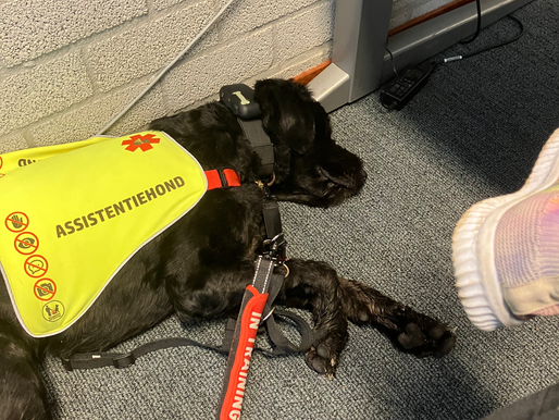 Why I File a Police Report After My Assistance Dog Is Attacked – Mental Damage Counts Too