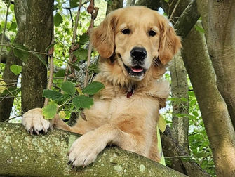 Mijn leven met hulphond BHODI: ervaringsverhaal en testteam voor assistentiehond-producten