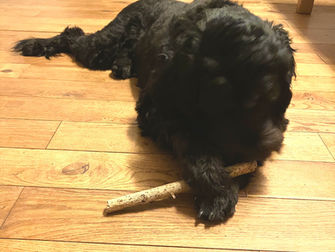 Stress eruit, rust erin: fysieke ontspanning voor honden (met gratis A4 co-regulatie)