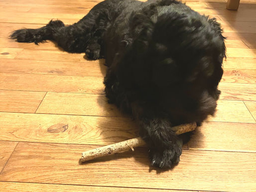 Stress eruit, rust erin: fysieke ontspanning voor honden (met gratis A4 co-regulatie)