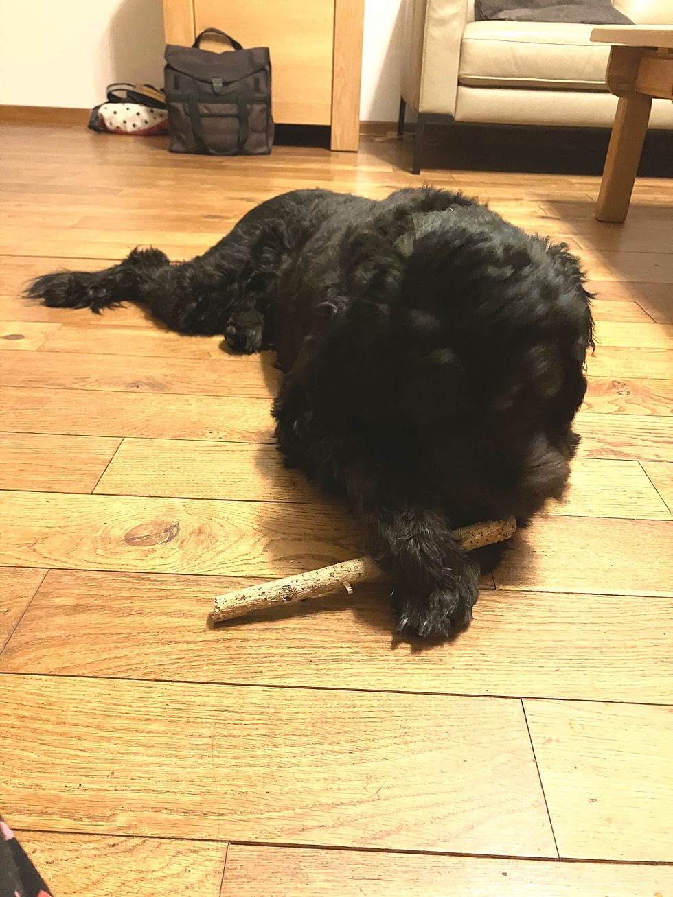 Stress eruit, rust erin: fysieke ontspanning voor honden (met gratis A4 co-regulatie)