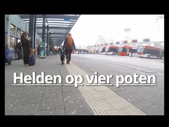 Documentaire discriminatie hulphondenteams