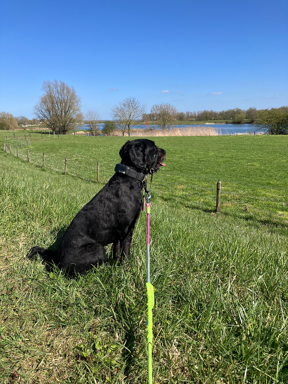 Hondenallergie en hulphonden: feiten, misverstanden en oplossingen in de praktijk